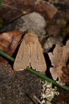 Mythimna sicula