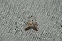 Nola infantula