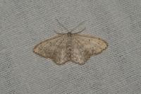 Scopula marginepunctata