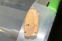 Noctua pronuba