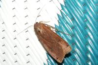 Noctua pronuba