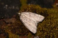 Pachycnemia hippocastanaria hippocastanaria