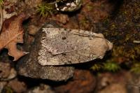 Spudaea ruticilla