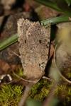 Spudaea ruticilla