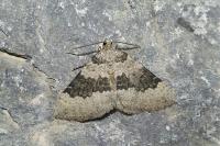 Scotopteryx octodurensis octodurensis