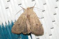 Xestia castanea
