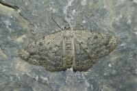 Yezognophos dilucidaria