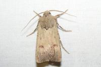 Agrotis trux
