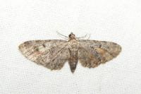 Eupithecia icterata