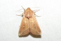 Mythimna albipuncta