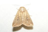 Mythimna albipuncta