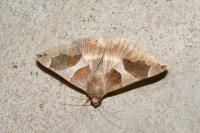 Dysgonia algira