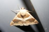 Dysgonia algira