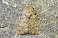 Dichagyris renigera renigera