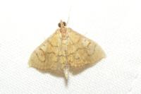 Anania verbascalis