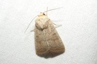Hoplodrina ambigua/blanda
