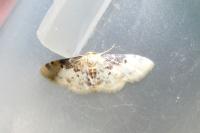Idaea filicata