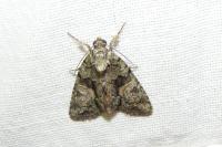 Cryphia algae