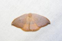 Watsonalla uncinula