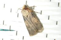 Agrotis puta
