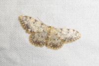 Idaea contiguaria