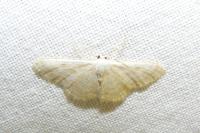 Idaea subsericeata