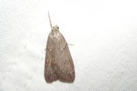 Pachycnemia hippocastanaria hippocastanaria