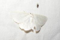 Cabera exanthemata