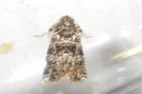 Callopistria latreillei