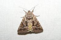Thalpophila matura
