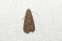 Eccopisa effractella