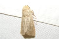 Mythimna ferrago