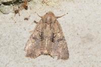 Mesapamea secalella/secalis