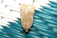 Noctua janthe/janthina