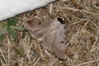 Lygephila craccae