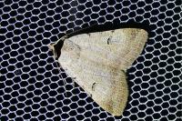 Lygephila craccae