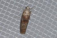 Phycita roborella