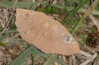 Cyclophora puppillaria