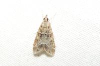 Eudonia mercurella