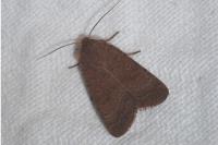 Hoplodrina ambigua/blanda