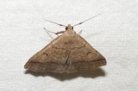 Zanclognatha lunalis