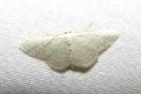 Idaea subsericeata