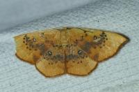 Cyclophora lennigiaria