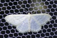 Idaea subsericeata