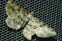 Peribatodes rhomboidaria rhomboidaria