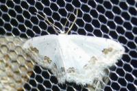 Scopula ornata