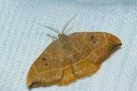 Watsonalla binaria
