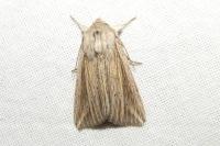Mythimna riparia
