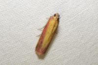 Oncocera semirubella