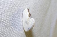 Cilix glaucata